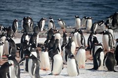 11B Gentoo Penguins Preparing To Mate On Aitcho Barrientos Island In South Shetland Islands On Quark Expeditions Antarctica Cruise.jpg